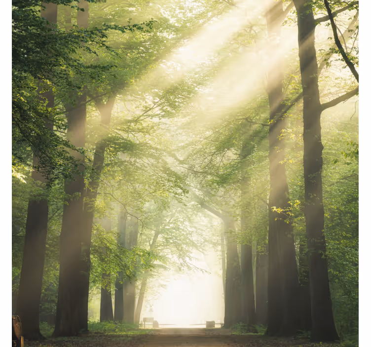 Living room blind green forest with sunlight - TenStickers