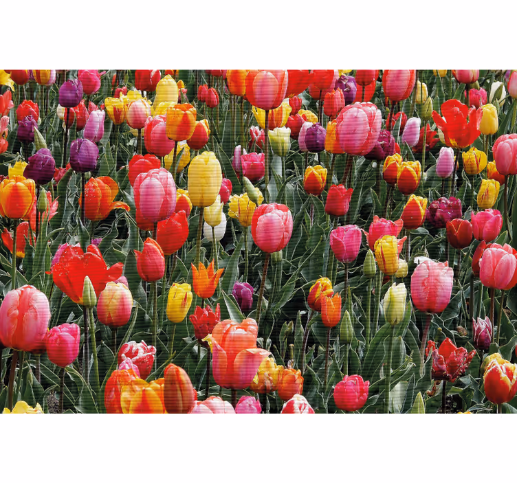 Living room blind with vibrant tulips design - TenStickers