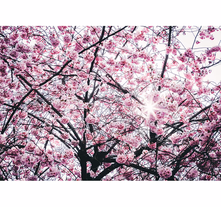 Blind pink cherry blossom trees - TenStickers