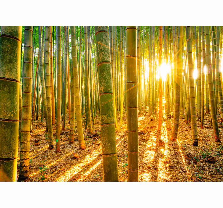 Blind green sun and bamboo shade - TenStickers