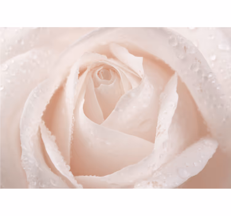Beautiful white rose living room blind - TenStickers