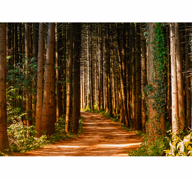 Living room blind 3d forest path design - TenStickers