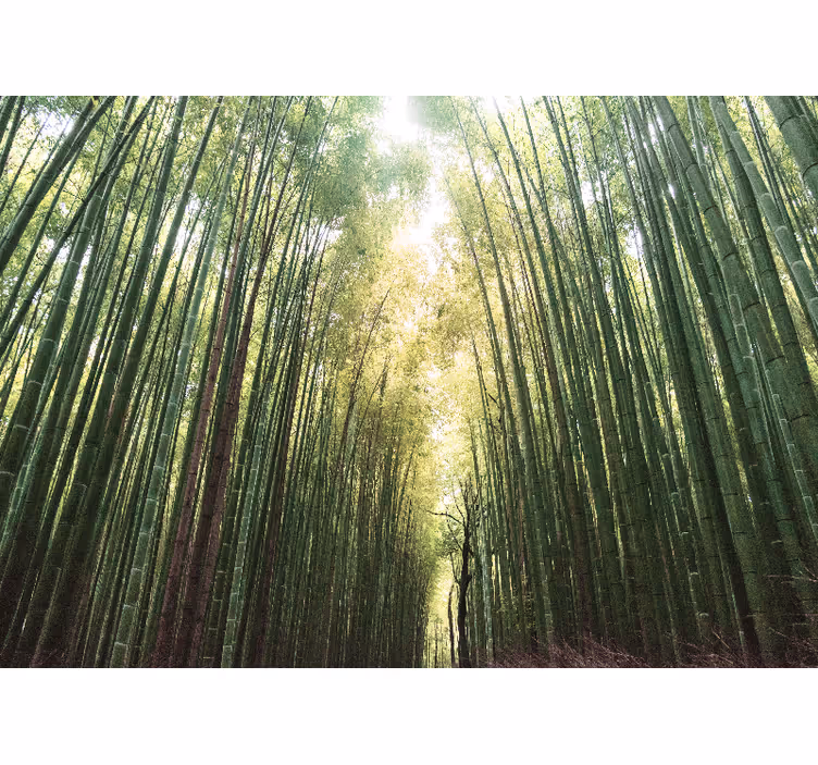 Bamboo forest zen living room blind - TenStickers