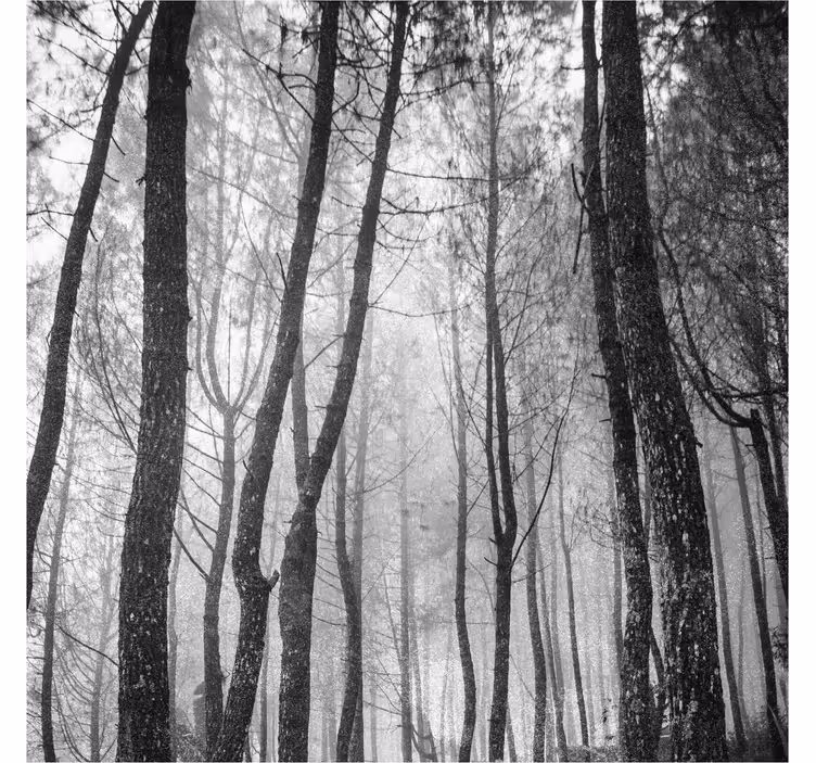 Living room blind foggy forest view from above - TenStickers