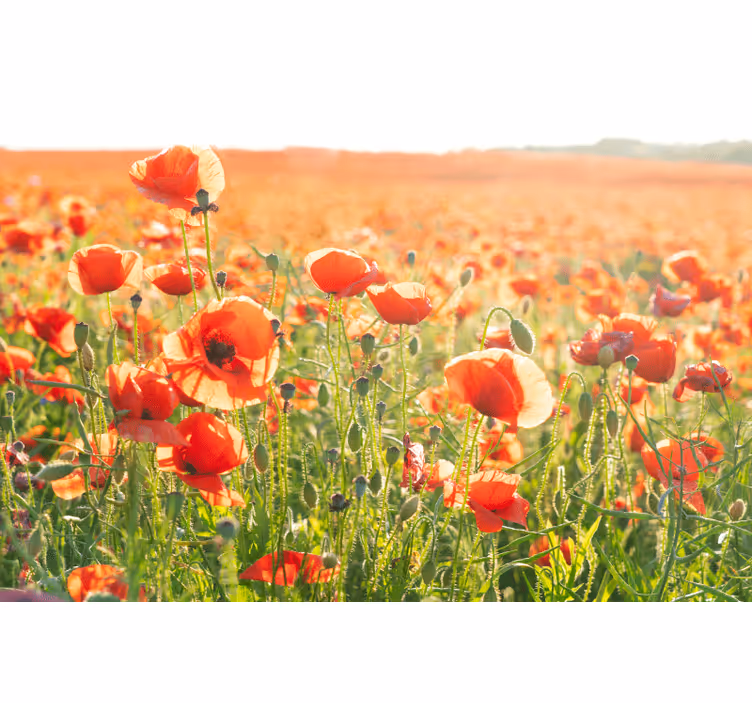 Living room blind with red poppies in a sunny field - TenStickers
