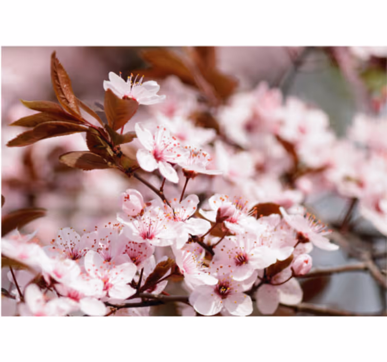 Living room blind cherry blossoms design - TenStickers