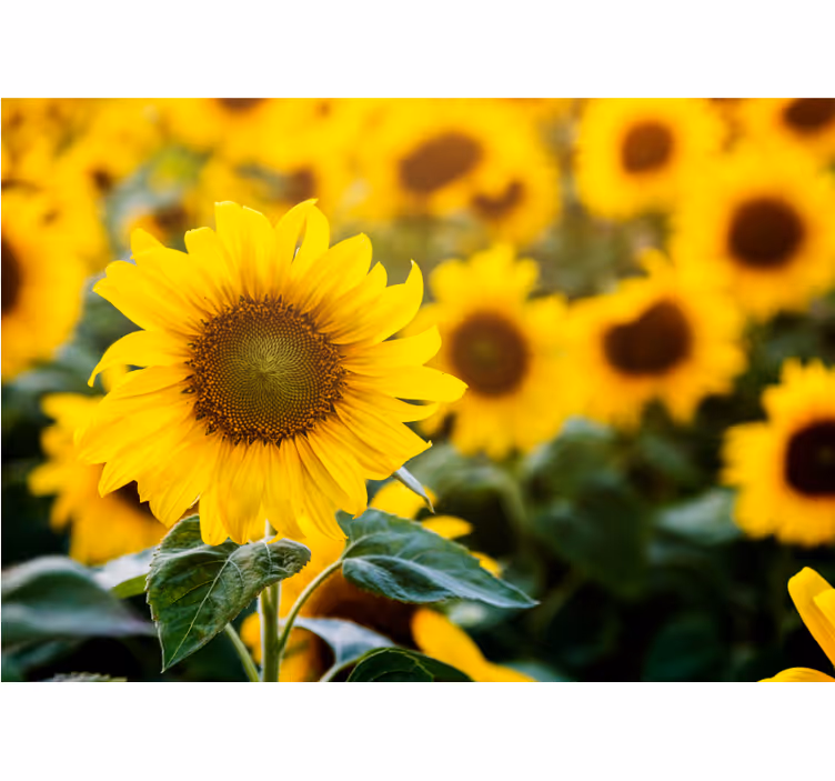 Living room blind sunflower field close-up - TenStickers