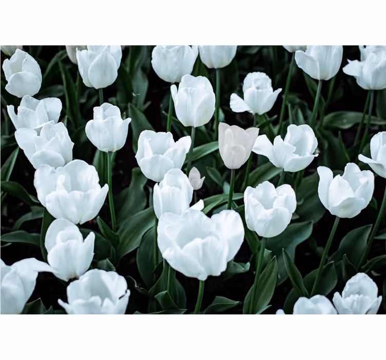 Living room blind white tulips design - TenStickers