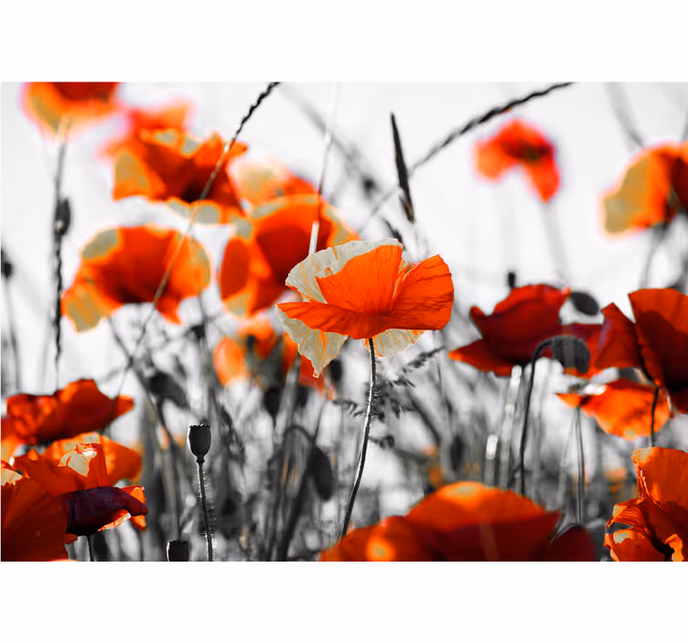 Living room blind poppy flowers red and black - TenStickers
