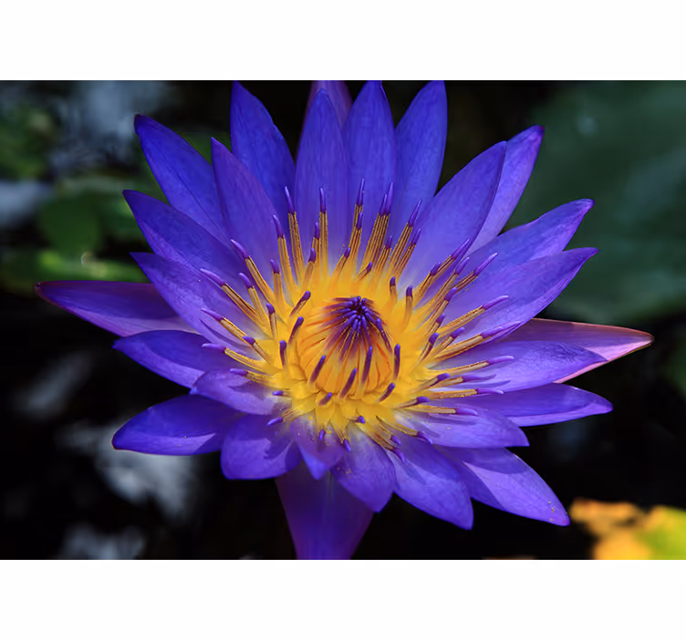 Living room blind purple lotus flower - TenStickers