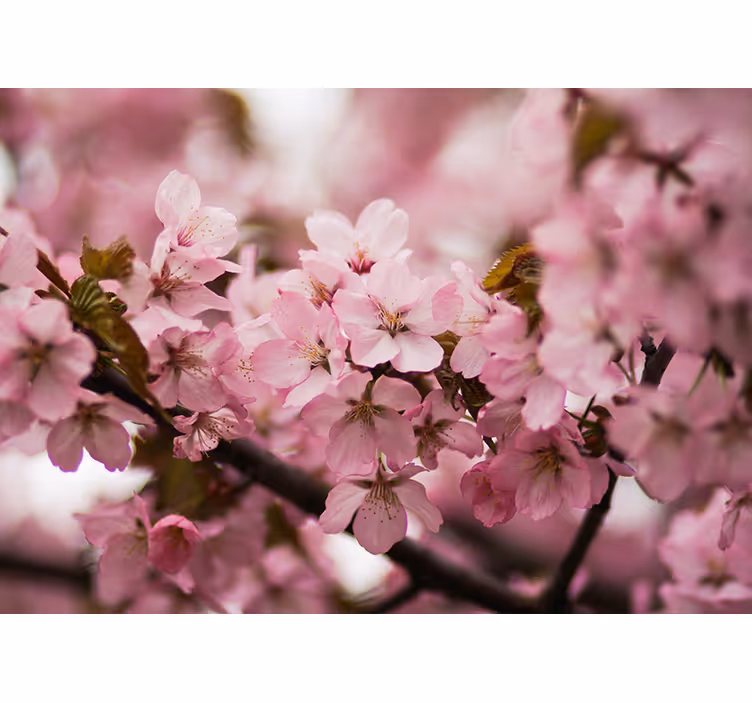 Living room blind pink cherry blossom design - TenStickers