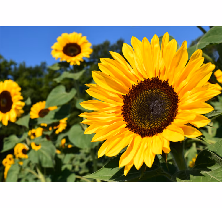 Living room blind beautiful sunflower close-up - TenStickers