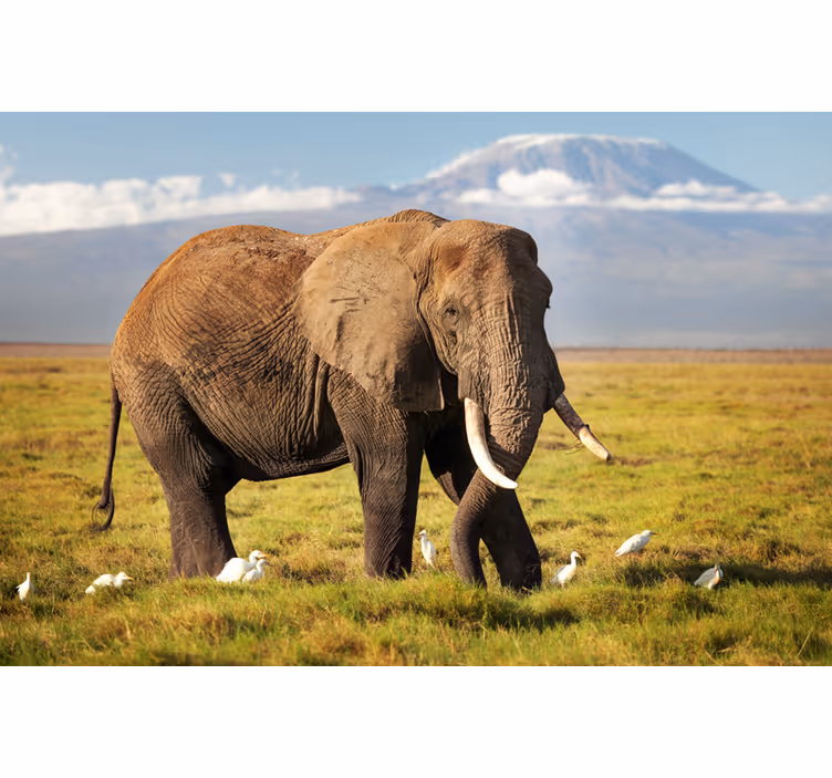 Living room blind kilimanjaro elephant - TenStickers