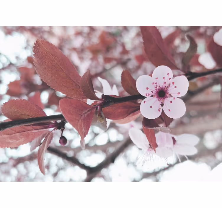 Living room blind with elegant cherry blossom design - TenStickers