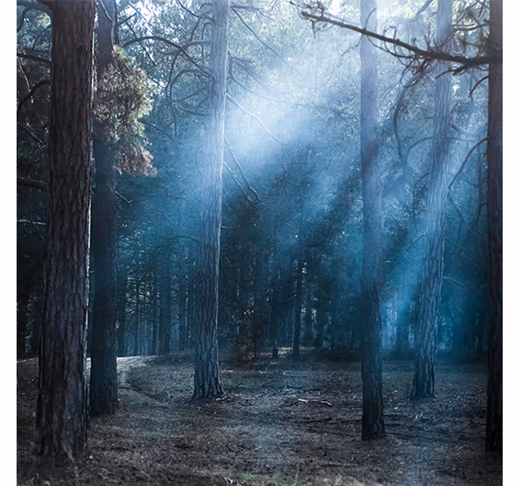 Living room blind nature dusk in the forest - TenStickers