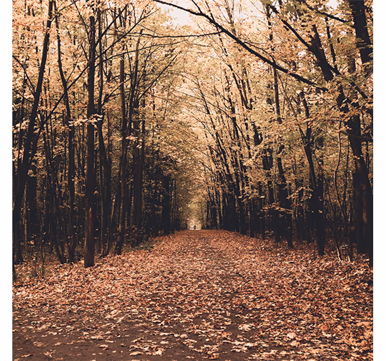 Living room blind autumn forest beauty - TenStickers