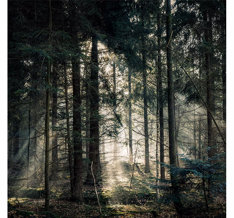 Living room blind nature forest in dark day tones - TenStickers