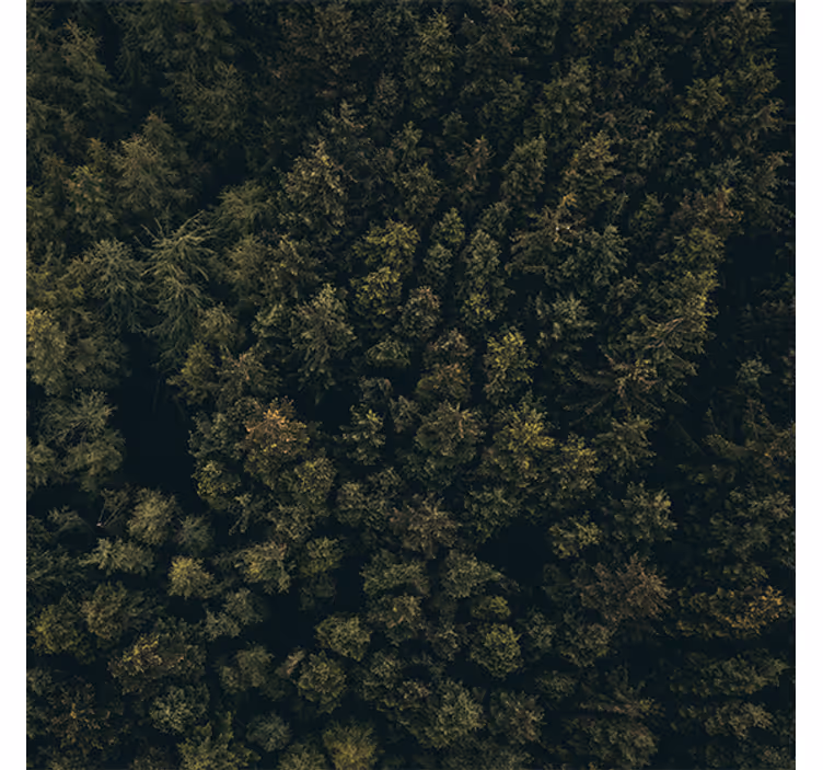 Living room blind nature aerial view green brown pines - TenStickers