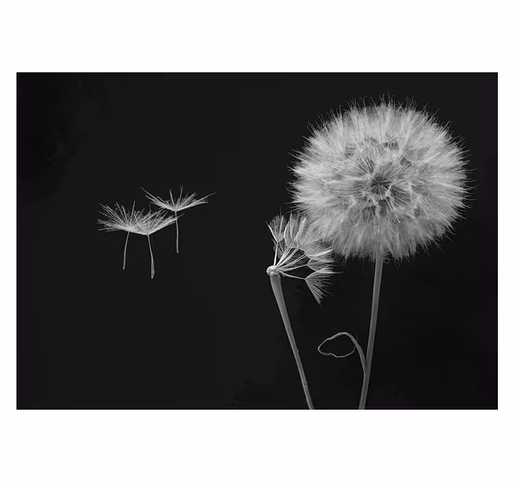 Blind grey dandelion head wall mural with seeds - TenStickers