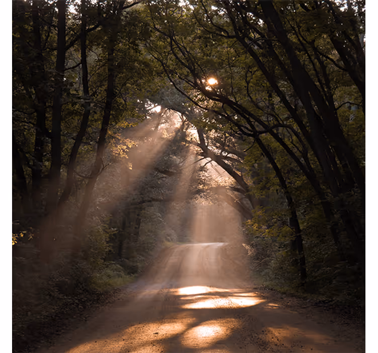 Living room blind nature path in forest - TenStickers