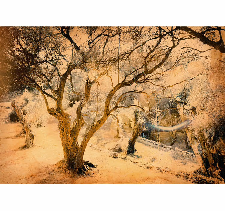 Blind beige idyllic olive grove decor - TenStickers