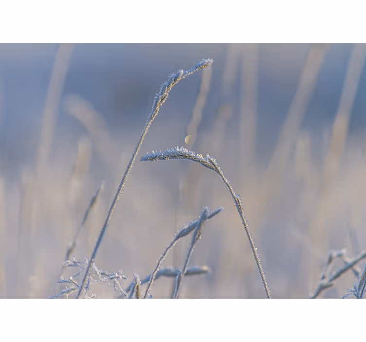 Blind bedroom with delicate blue grass - TenStickers