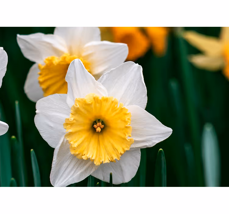 Blind bedroom close-up of white and orange daffodils - TenStickers