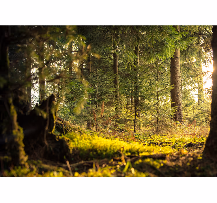 Blind bedroom green forest with trees and sunlight - TenStickers
