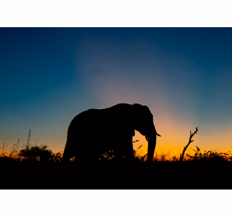 Blind bedroom african silhouette with elephants - TenStickers