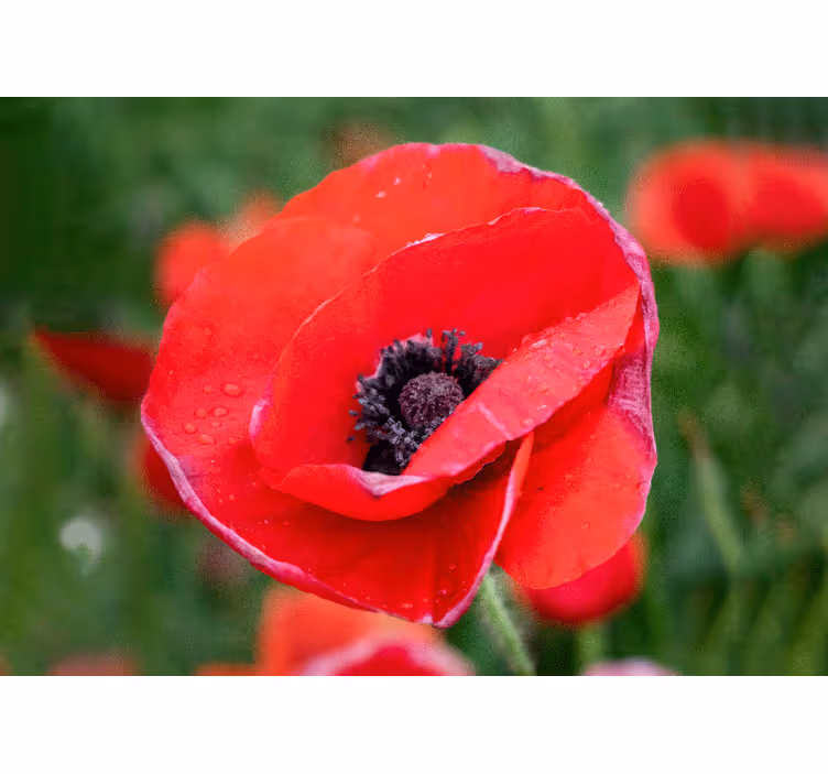 Blind bedroom bright field of big red poppies - TenStickers