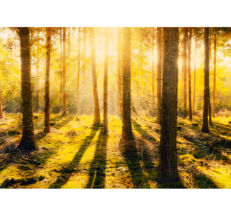 Blind bedroom with stunning sunset in birch forest - TenStickers