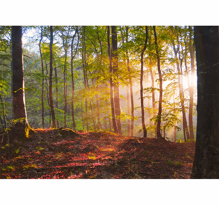 Blind bedroom with a beautiful forest sunrise - TenStickers
