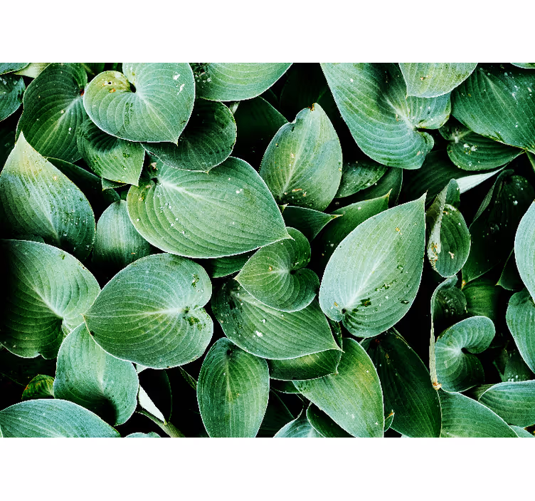 Blind bedroom green leaf foliage - TenStickers