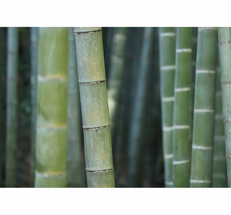 Blind bedroom with forest bamboo canes - TenStickers