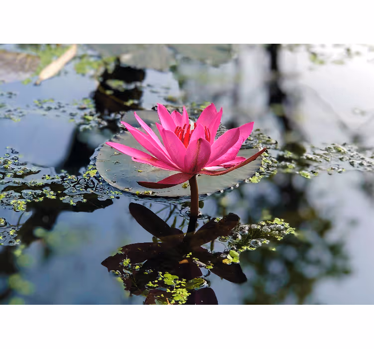 Blind bedroom with beautiful lotus flower water - TenStickers