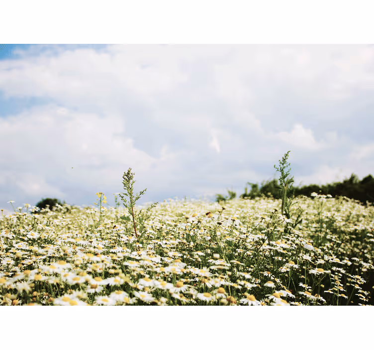 Blind bedroom serene daisy meadow design - TenStickers