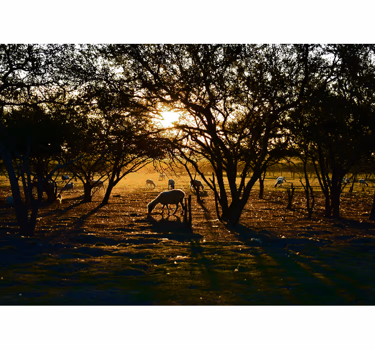 Blind bedroom peaceful forest at dawn - TenStickers