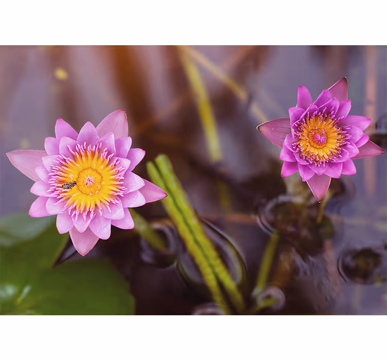 Blind bedroom pink purple lotus design - TenStickers