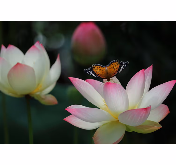 Blind bedroom with bright lotus flower and butterflies - TenStickers