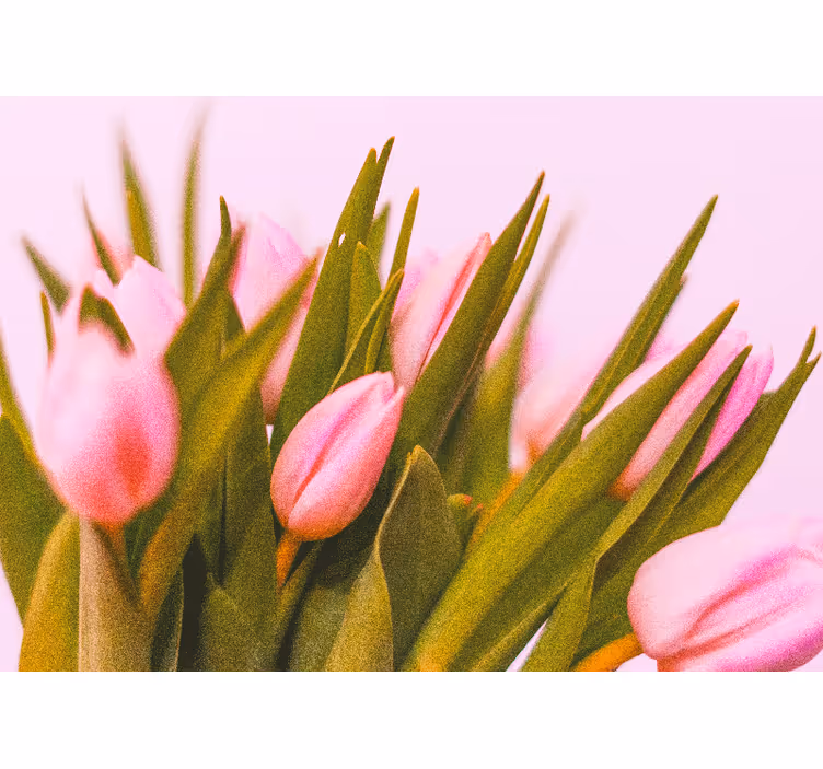 Blind bedroom tulips on a pink background - TenStickers