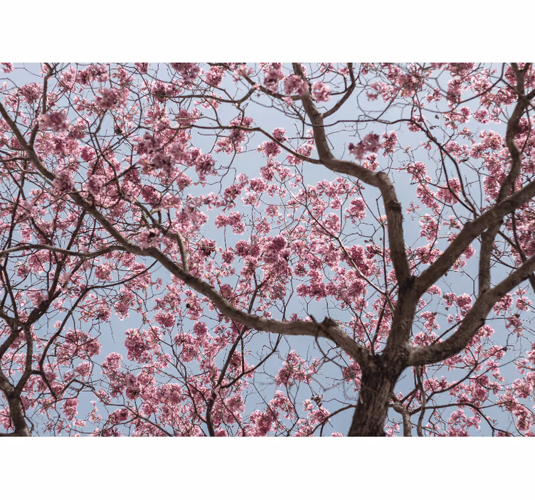 Blind bedroom beautiful pink cherry blossom tree - TenStickers