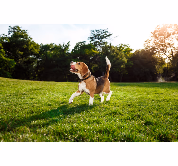 Blind bedroom adorable walking dog - TenStickers