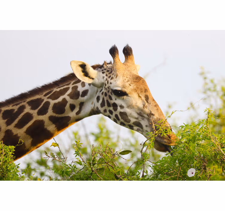 Blind bedroom giraffe animal decor - TenStickers