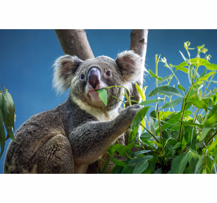 Blind bedroom cute koala bear design - TenStickers