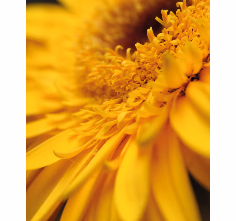 Yellow close-up blind flowers and plants - TenStickers