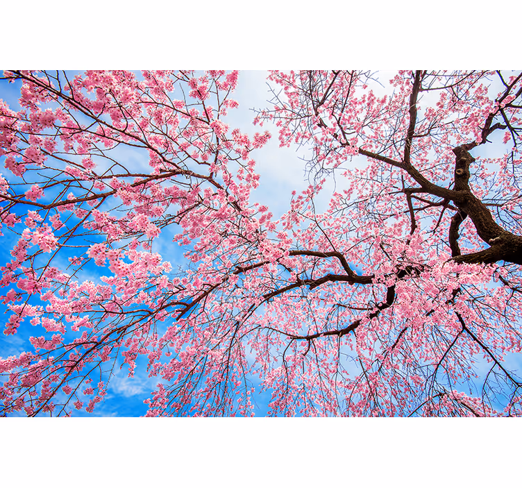 Sakura Limb blind flowers and plants - TenStickers