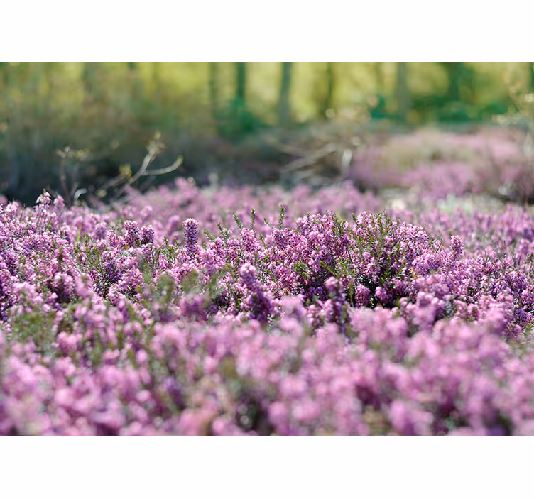Pink Trees Landscape Wall Mural - TenStickers