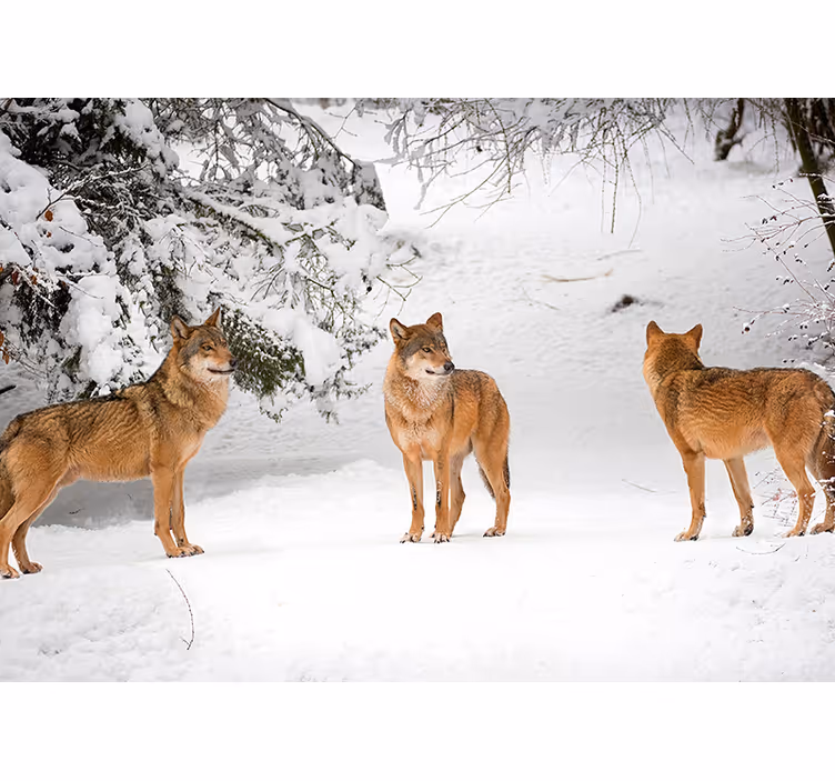 Animals wall mural wolves in snow - TenStickers