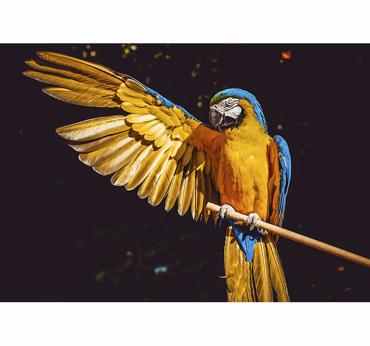 Animals wall mural majestic parrot display - TenStickers