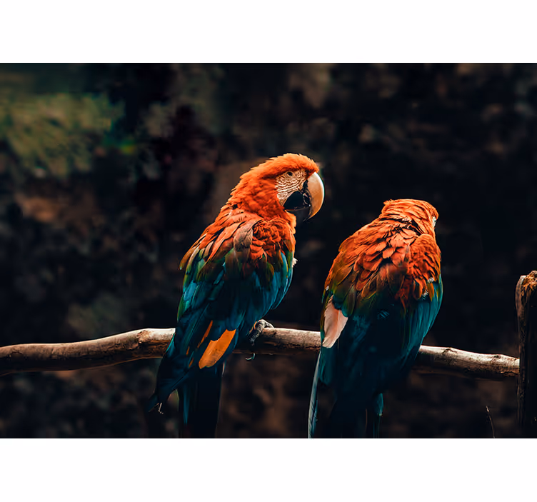 Colorful Parrots Together animals wall mural - TenStickers